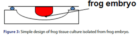 jbclinpharm-tissue-culture