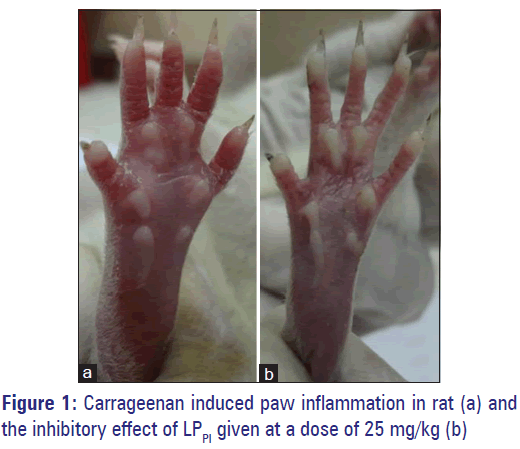 Basic-Clinical-Pharmacy-Carrageenan-paw-inflammation