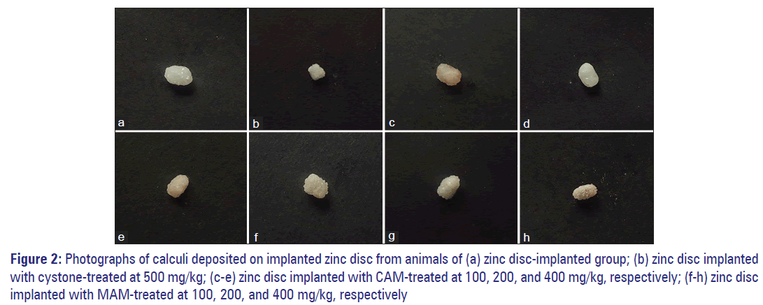Basic-Clinical-Pharmacy-Photographs-calculi-implanted