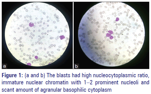 Basic-Clinical-Pharmacy-blasts-nucleocytoplasmic-ratio