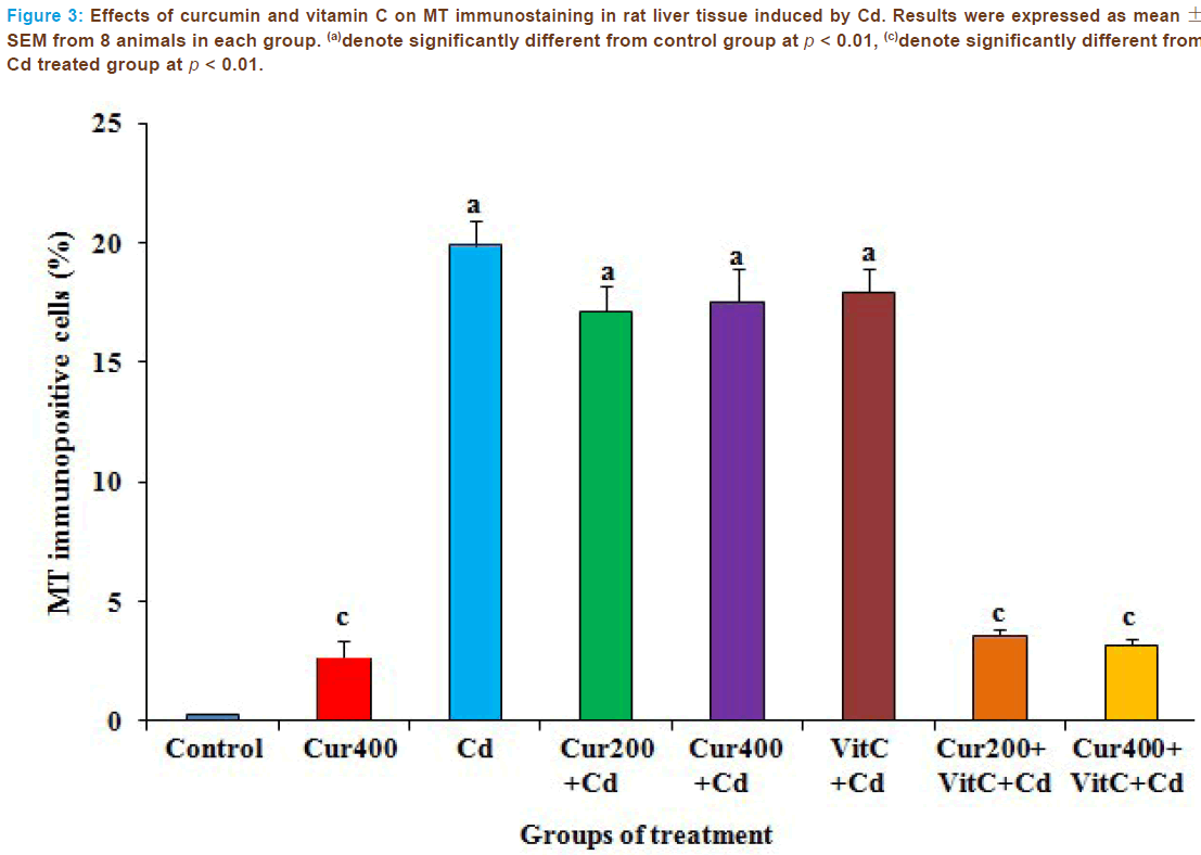 Basic-Clinical-Pharmacy-curcumin-immunostaining-liver