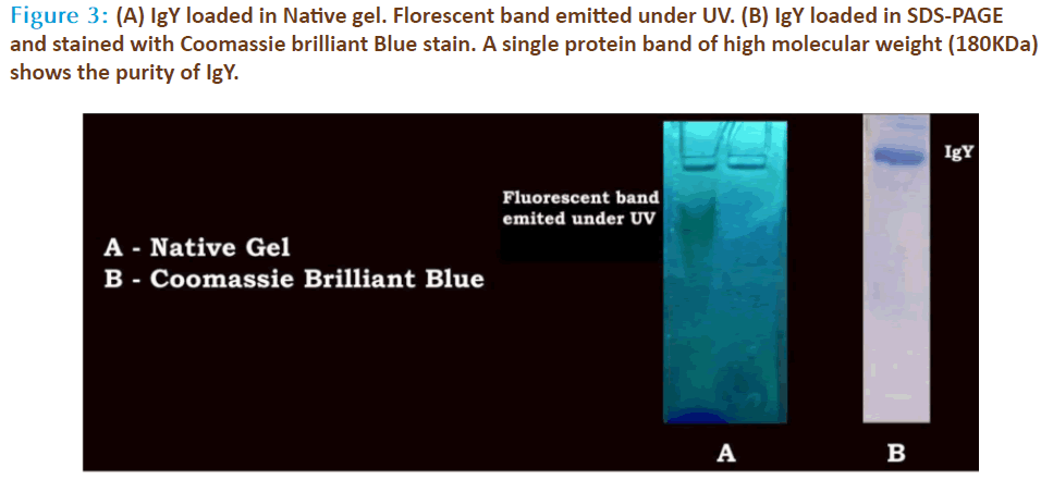 Basic-Clinical-Pharmacy-loaded-Florescent-band