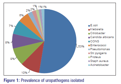 Basic-clinical-pharmacy-Prevalence-uropathogens-isolated