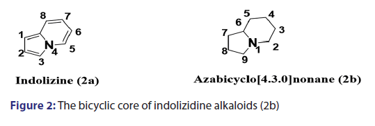 Basic-clinical-pharmacy-bicyclic-core-indolizidine-alkaloids