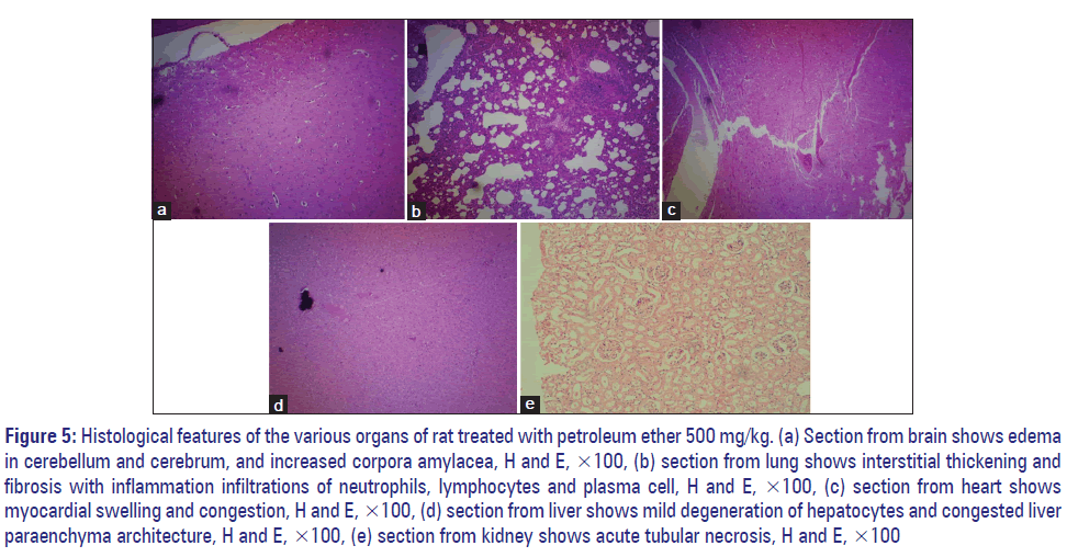 Basic-clinical-pharmacy-neutrophils-lymphocytes-plasma-cell