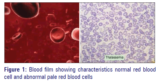 Basic-clinical-pharmacy-pale-red-blood-cells