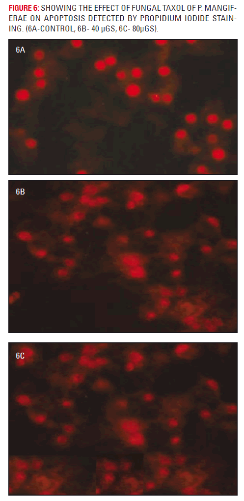 Basic-clinical-pharmacy-propidium-iodide-staining