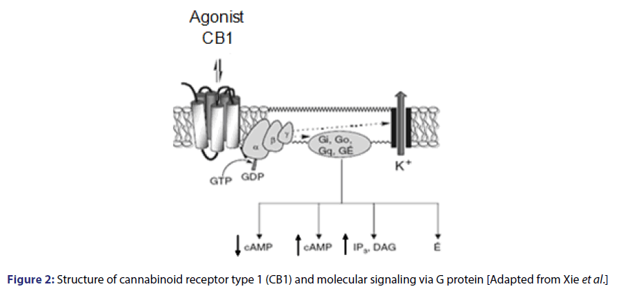 basic-clinical-pharmacy-cannabinoid-receptor